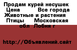 Продам курей несушек › Цена ­ 350 - Все города Животные и растения » Птицы   . Московская обл.,Лобня г.